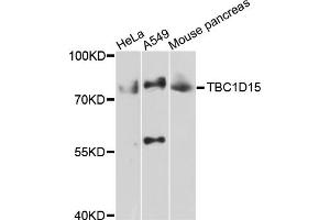 Western blot analysis of extracts of various cell lines, using TBC1D15 antibody (ABIN4905372) at 1:1000 dilution. (TBC1D15 抗体)