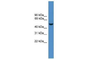 Epor antibody used at 0. (EPOR 抗体  (N-Term))