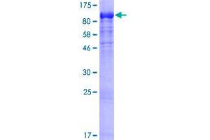 Image no. 1 for Dynein, Cytoplasmic 1, Intermediate Chain 1 (DYNC1I1) (AA 1-628) protein (GST tag) (ABIN1352181) (DYNC1I1 Protein (AA 1-628) (GST tag))