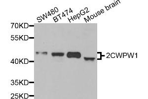 Western blot analysis of extracts of various cell lines, using ZCWPW1 antibody (ABIN5974457) at 1/1000 dilution. (ZCWPW1 抗体)