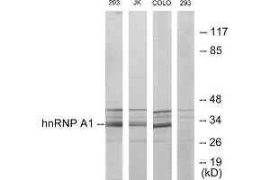 Western Blotting (WB) image for anti-Heterogeneous Nuclear Ribonucleoprotein A1 (HNRNPA1) (Internal Region) antibody (ABIN1849131) (HNRNPA1 抗体  (Internal Region))