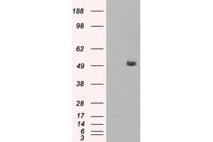 Western Blotting (WB) image for anti-CD4 (CD4) antibody (ABIN1497295) (CD4 抗体)