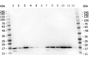 Western Blot of Rabbit anti-Histone H3 antibody. (Histone 3 抗体  (C-Term))