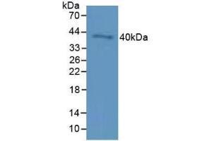 Western blot analysis of Mouse Testis Tissue. (CD72 抗体  (AA 169-359))