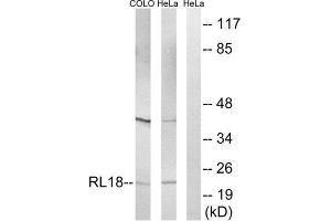 Western Blotting (WB) image for anti-Ribosomal Protein L18 (RPL18) (Internal Region) antibody (ABIN1850617) (RPL18 抗体  (Internal Region))