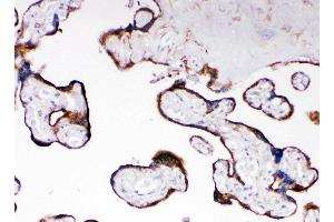 Anti-Cytochrome P450 Reductase antibody, IHC(P) IHC(P): Human Placenta Tissue (POR 抗体  (C-Term))