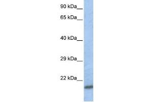 Western Blotting (WB) image for anti-SCAN Domain Containing 1 (SCAND1) antibody (ABIN2458277) (SCAND1 抗体)