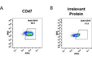 cell line transfected with irrelevant protein (B) and human CD47(A) were surface stained with anti-CD47 neutralizing antibody 1 μg/mL (magrolimab) followed by Alexa 488-conjugated anti-human IgG secondary antibody. (Recombinant CD47 (Magrolimab Biosimilar) 抗体)