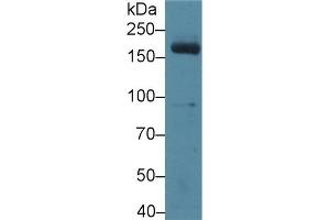 Western blot analysis of Mouse Serum, using Mouse MPO Antibody (3 µg/ml) and HRP-conjugated Goat Anti-Rabbit antibody ( (Myeloperoxidase 抗体  (AA 253-718))