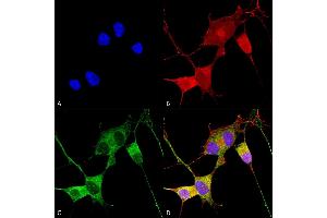 Immunocytochemistry/Immunofluorescence analysis using Mouse Anti-Ataxin 1 Monoclonal Antibody, Clone S76-8 (ABIN1741212). (Ataxin 1 抗体  (AA 164-197) (PerCP))