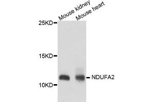 Western blot analysis of extracts of various cell lines, using NDUFA2 antibody (ABIN5974497) at 1/1000 dilution. (NDUFA2 抗体)