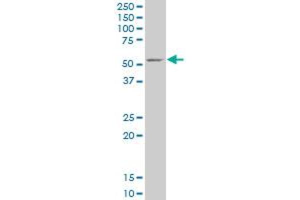 Glycerol Kinase 抗体  (AA 2-94)