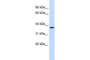 WB Suggested Anti-THOC6 Antibody Titration:  0. (THOC6 抗体  (Middle Region))