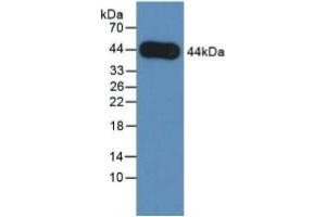 Western Blotting (WB) image for Amphiregulin (AREG) ELISA Kit (ABIN6720551)