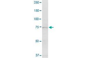 EXT1 MaxPab rabbit polyclonal antibody. (EXT1 抗体  (AA 1-746))