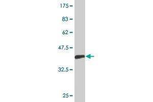 Western Blot detection against Immunogen (36. (EXOSC5 抗体  (AA 1-100))