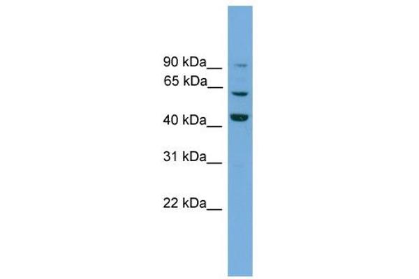 Taxilin gamma (TXLNG) (N-Term) 抗体