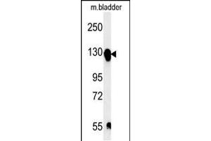 Western blot analysis in mouse bladder tissue lysates (15ug/lane). (ITGA5 抗体  (C-Term))