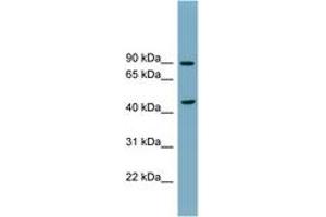 Image no. 1 for anti-Sphingomyelin phosphodiesterase 2, Neutral Membrane (Neutral Sphingomyelinase) (SMPD2) (N-Term) antibody (ABIN6743365) (SMPD2 抗体  (N-Term))