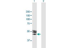 Western Blot analysis of ISLR expression in transfected 293T cell line by ISLR MaxPab polyclonal antibody. (ISLR 抗体  (AA 1-428))