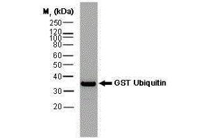 Western Blotting (WB) image for anti-Glutathione S Transferase (GST) antibody (Biotin) (ABIN2473912) (GST 抗体  (Biotin))