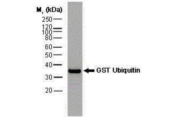 GST 抗体  (Biotin)