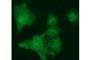 Immunofluorescence (IF) image for anti-MOB Kinase Activator 3B (MOB3B) antibody (ABIN1499534) (MOBKL2B 抗体)