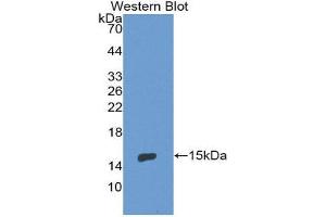 Western Blotting (WB) image for anti-Endoglin (ENG) (AA 336-450) antibody (ABIN1858718) (Endoglin 抗体  (AA 336-450))