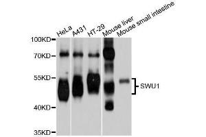 Western blot analysis of extracts of various cell lines, using SMU1 antibody (ABIN5996092) at 1/1000 dilution. (SMU1 抗体)