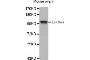 Western Blotting (WB) image for anti-Luteinizing Hormone/Choriogonadotropin Receptor (LHCGR) antibody (ABIN1980282) (LHCGR 抗体)