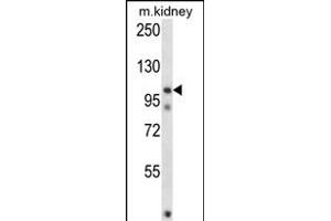 FSTL5 Antibody (N-term) (ABIN657477 and ABIN2846505) western blot analysis in mouse kidney tissue lysates (35 μg/lane). (FSTL5 抗体  (N-Term))