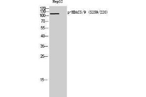 Western Blotting (WB) image for anti-HDAC5/9 (pSer220), (pSer259) antibody (ABIN3173001) (HDAC5/9 (pSer220), (pSer259) 抗体)