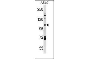Western blot analysis of FA13B Antibody (Center) in A549 cell line lysates (35ug/lane). (FAM13B 抗体  (Middle Region))