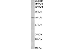 ABIN768570 (2µg/ml) staining of NIH3T3 lysate (35µg protein in RIPA buffer). (IL7R 抗体  (Internal Region))