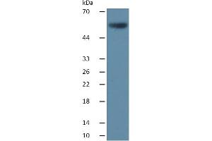 Western Blotting (WB) image for Caspase 8 (CASP8) ELISA Kit (ABIN6574227)