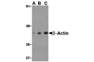 Western Blotting (WB) image for anti-Actin, beta (ACTB) (C-Term) antibody (ABIN1030290) (beta Actin 抗体  (C-Term))