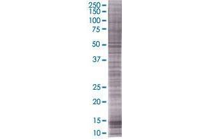 CFHL2 transfected lysate (HFL3 293T Cell Transient Overexpression Lysate(Denatured))