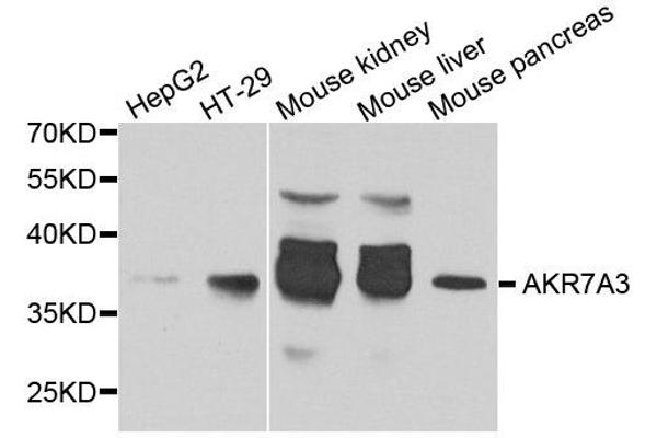 AKR7A3 抗体  (AA 1-331)