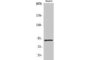 Western Blotting (WB) image for anti-Signal Transducer and Activator of Transcription 5A (STAT5A) antibody (ABIN3180344) (STAT5A 抗体)
