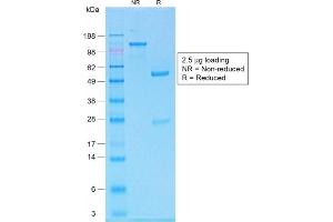 SDS-PAGE (SDS) image for anti-Melan A (MLANA) antibody (ABIN6939400)