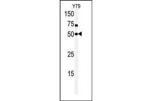 Western blot analysis of anti-hCLK1-C84 Pab in Y79 cell line lysate. (CLK1 抗体  (N-Term))