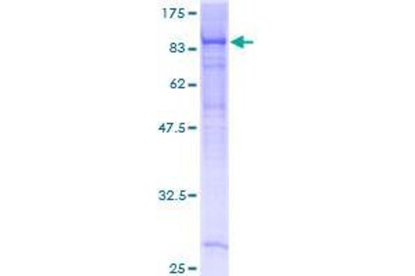 EHD4 Protein (AA 1-541) (GST tag)