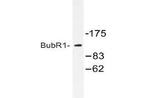 Western blot (WB) analysis of ubR1 antibody in extracts from HeLa cells treated with H2O2 100uM 30. (BUB1B 抗体)