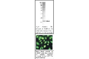 Western Blotting (WB) image for anti-Rad6 (full length) antibody (ABIN2452101) (Rad6 (full length) 抗体)