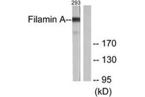 Western blot analysis of extracts from 293 cells, treated with EGF 200ng/ml 5', using Filamin A (Ab-2152) Antibody. (Filamin A 抗体  (AA 2121-2170))