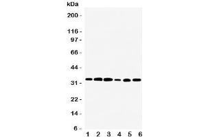 Western blot testing of TAZ antibody and rat samples 1:  skeletal muscle;  2: heart;  3: liver; and human samples 4: HeLa;  5: SMMC-7721;  6: SCG cell lysate. (TAZ 抗体  (Middle Region))