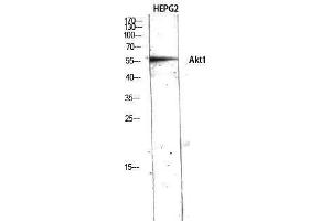 Western Blotting (WB) image for anti-V-Akt Murine Thymoma Viral Oncogene Homolog 1 (AKT1) (N-Term) antibody (ABIN3173744) (AKT1 抗体  (N-Term))