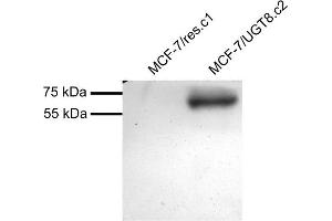 MCF7 overexpressing Human UGT8 and probed with ABIN2560666 (mock transfection in first lane). (UGT8 抗体  (Internal Region))