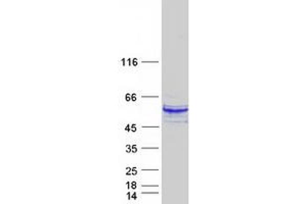 SH2D2A Protein (Myc-DYKDDDDK Tag)