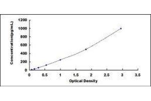 ELISA image for Vascular Endothelial Cell Growth Factor 121 (VEGF121) ELISA Kit (ABIN417306) (VEGF121 ELISA 试剂盒)